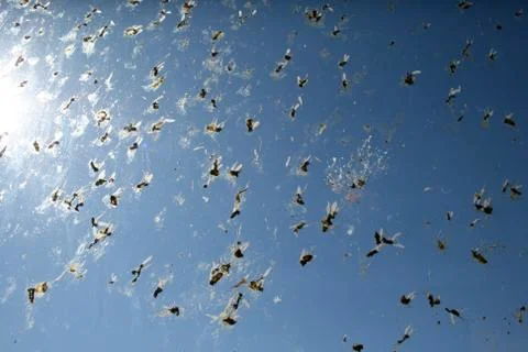Bug Splatter on Windshield #2 Stock Photos