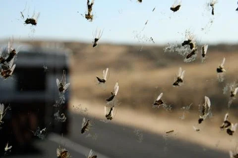Bug Splatter on Windshield #3 Stock Photos