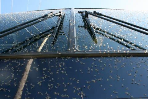 Bug Splatter on Windshield #4 Stock Photos