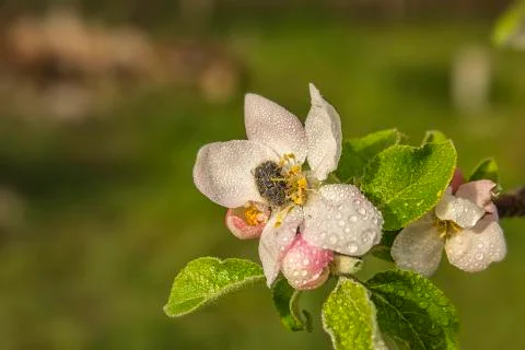 A bug on a spring flower Stock Photos