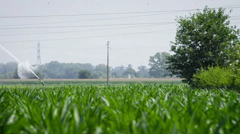 Bug sprinkler changing direction and watering large corn field in summer Vídeo Stock 51780543
