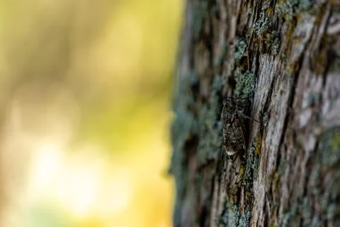 A bug at St. Marija monastery in mljet Stock Photos