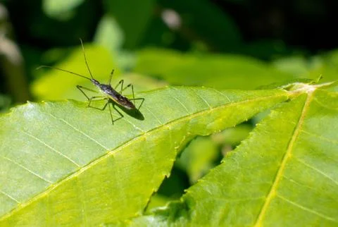 Bug in state parks resting on a leaf. Stock Photos