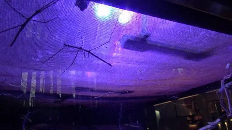 Stick Insect Stock Videos – Royalty-Free HD & 4K Videos | Page 2