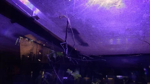 Bug stick insect legs hanging skin light animal terrarium science museum Stock Footage 327206966