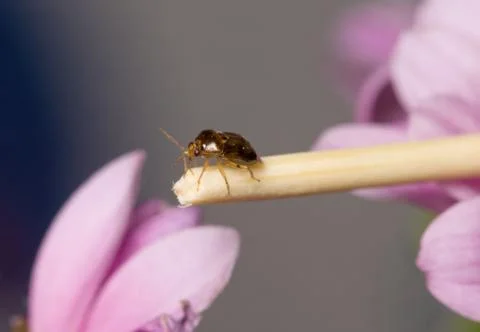 Bug on a stick Foto stock