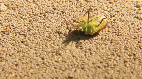 Bug on stone Stock Footage 58738721