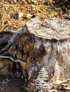 Bug on stump Stock Photos