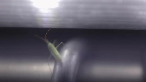 Bug suddenly disappointed in light Video stock 159978311