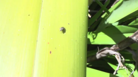 A bug sun bathing Stock Footage 32686232