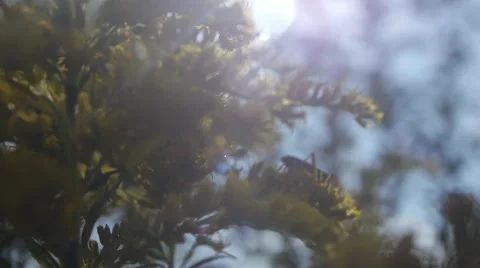 Bug Takes Flight Stock Footage 41795899