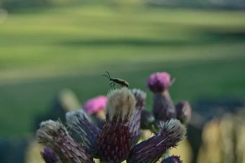 Bug on Thistle Stock Photos
