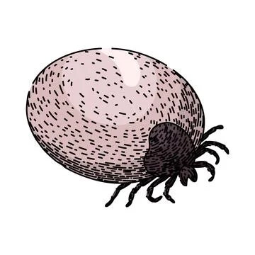 Bug tick sketch hand drawn vector Stock Illustration