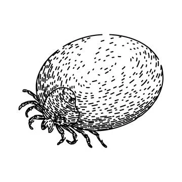 Bug tick sketch hand drawn vector Stock Illustration