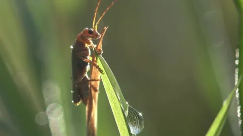 Bug on top of blade of grass with dew drops macro HD Stock Footage 40251472
