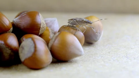 A bug is on top of a pile of nuts. Stock Footage 295324552