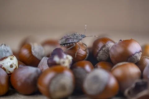 A bug is on top of a pile of nuts Stock-Fotos