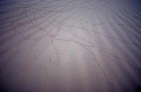 Bug tracks Stock Photos