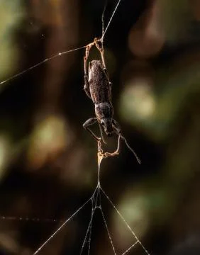 Bug trapped into a Spiderweb on a blured background Stock Photos