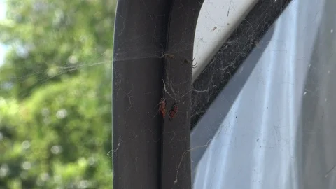 A bug trapped in a Web Stock Footage 114011655
