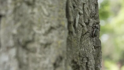 Bug on tree Stock Footage 80061270