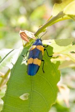 Bug on Tree Stock Photos