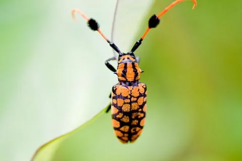 Bug on tree Stock Photos