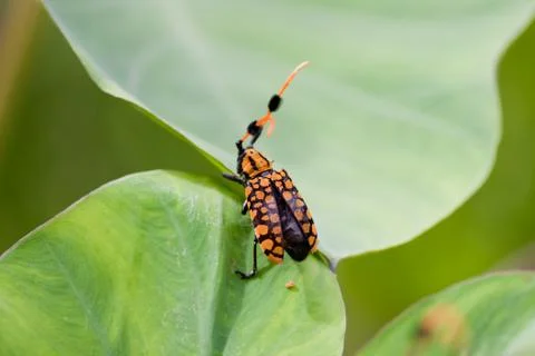 Bug on tree Stock Photos