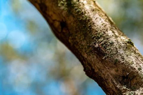 A bug on a tree at St. Marija monastery in mljet Stock Photos