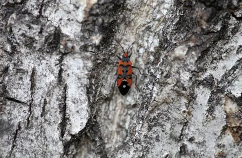 Bug on tree trunk Stock Photos
