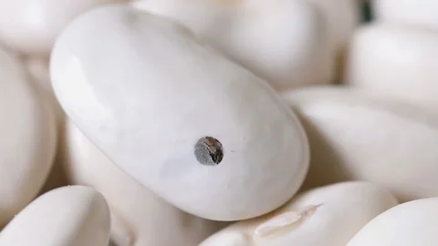 Bug tries to get out of white beans. Stock Footage 121559310