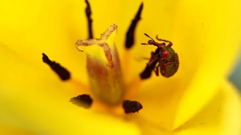 Bug in the tulip Stock Footage 35458811