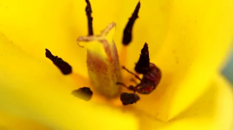 Bug in the tulip Stock Footage 35462973