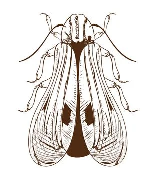 Bug vector isolated Stockillustratie