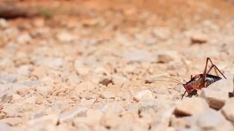Bug walking across rocky underground Stock Footage 75431428