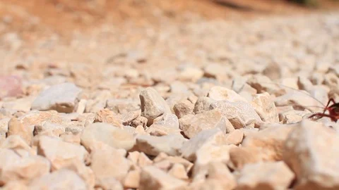 Bug walking across screen Stock Footage 75431442