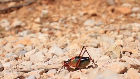 Bug walking across screen Stock Footage 75431450