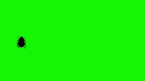 Bug walking animation on green screen ch... | Stock Video | Pond5