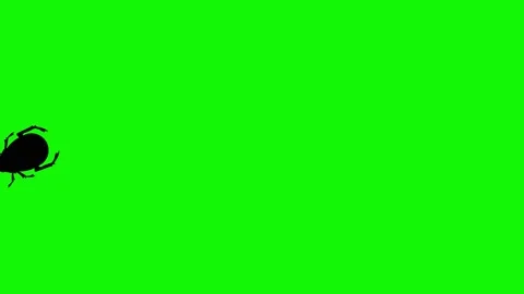 Bug walking animation on green screen ch... | Stock Video | Pond5