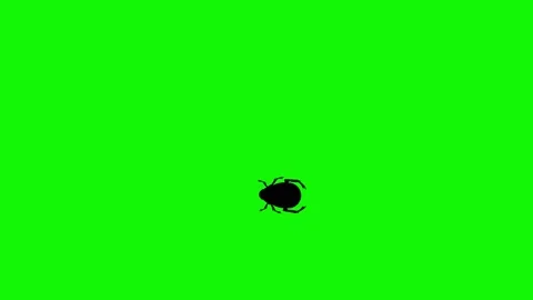 Bug walking animation on green screen ch... | Stock Video | Pond5