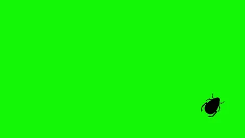 Bug walking animation on green screen ch... | Stock Video | Pond5
