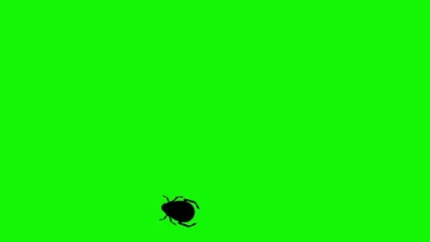 Bug walking animation on green screen ch... | Stock Video | Pond5