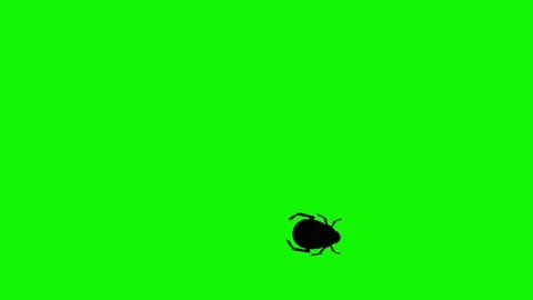 Bug walking animation on green screen ch... | Stock Video | Pond5