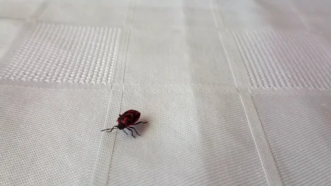 Bug walking on the fabric slow motion footage. Stock Footage 120424927