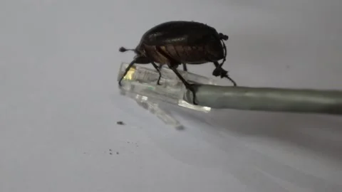 A bug walking on a network cable. Stock Footage 320376688