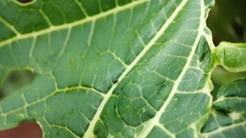 A bug walking on papaya leaf Stock Footage 263573307