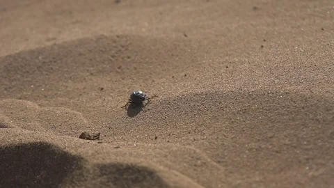 Bug walking in the sand. Stock Footage 84788731