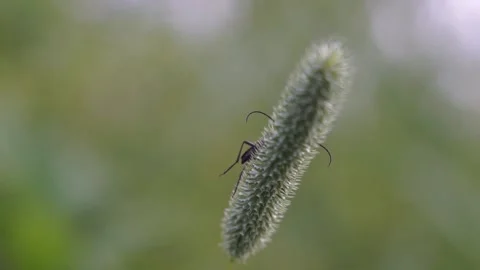 Bug walks on the blade of grass 스톡 동영상 151085179
