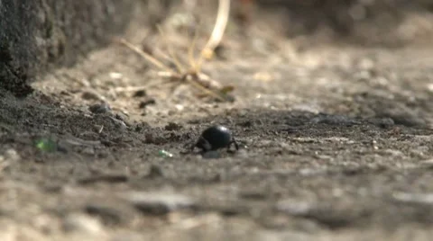 Bug walks Stock Footage 8693544