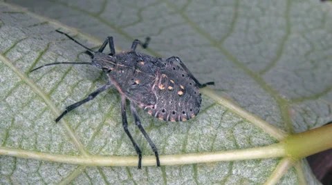 A bug walks on a vine leaf Stockbeeldmateriaal 68025187